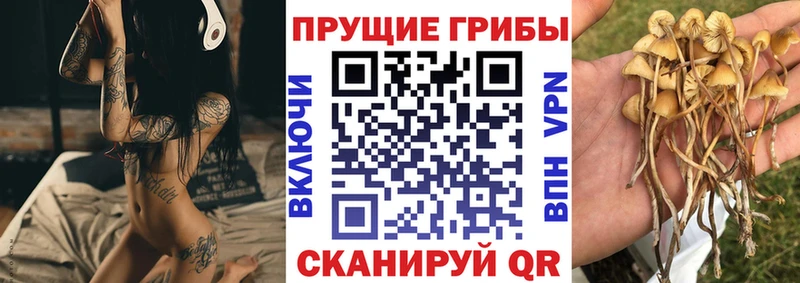 как найти наркотики  Злынка  Галлюциногенные грибы ЛСД 